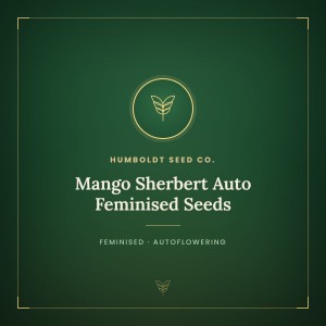 Mango Sherbert Auto Feminised Seeds