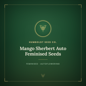 Mango Sherbert Auto Feminised Seeds Mango Sherbert Auto Feminised Seeds