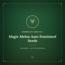 Magic Melon Auto Feminised Seeds Magic Melon Auto Feminised Seeds