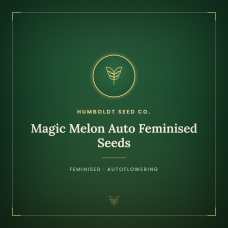 Magic Melon Auto Feminised Seeds Magic Melon Auto Feminised Seeds
