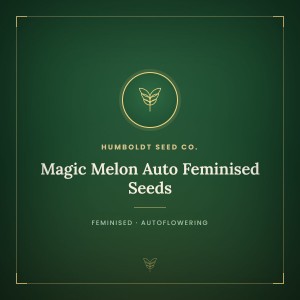 Magic Melon Auto Feminised Seeds