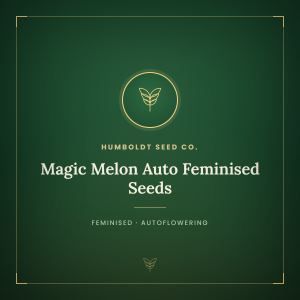 Magic Melon Auto Feminised Seeds Magic Melon Auto Feminised Seeds