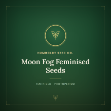 Moon Fog Feminised Seeds Moon Fog Feminised Seeds