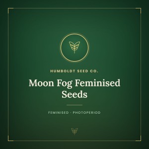 Moon Fog Feminised Seeds Moon Fog Feminised Seeds