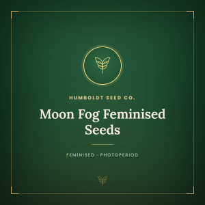Moon Fog Feminised Seeds