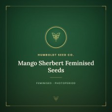 Mango Sherbert Feminised Seeds