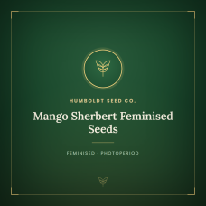 Mango Sherbert Feminised Seeds Mango Sherbert Feminised Seeds
