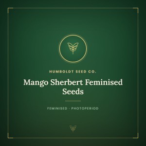 Mango Sherbert Feminised Seeds Mango Sherbert Feminised Seeds