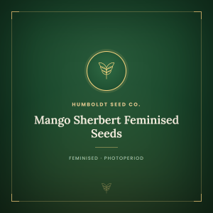 Mango Sherbert Feminised Seeds Mango Sherbert Feminised Seeds