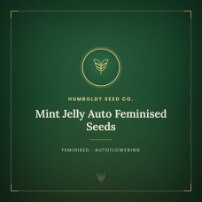 Mint Jelly Auto Feminised Seeds Mint Jelly Auto Feminised Seeds