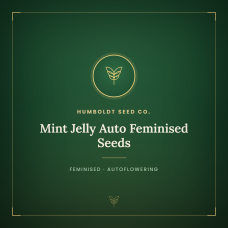 Mint Jelly Auto Feminised Seeds Mint Jelly Auto Feminised Seeds