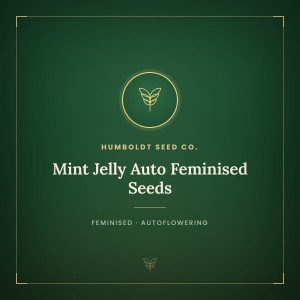 Mint Jelly Auto Feminised Seeds Mint Jelly Auto Feminised Seeds