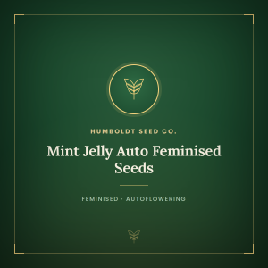 Mint Jelly Auto Feminised Seeds Mint Jelly Auto Feminised Seeds