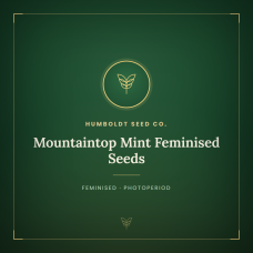 Mountaintop Mint Feminised Seeds Mountaintop Mint Feminised Seeds