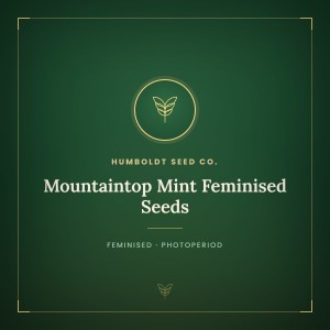 Mountaintop Mint Feminised Seeds Mountaintop Mint Feminised Seeds