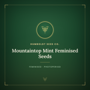 Mountaintop Mint Feminised Seeds Mountaintop Mint Feminised Seeds
