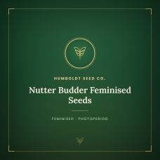 Nutter Budder Feminised Seeds Nutter Budder Feminised Seeds