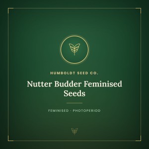 Nutter Budder Feminised Seeds