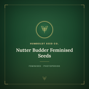 Nutter Budder Feminised Seeds
