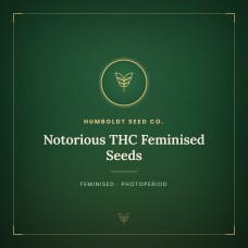 Notorious THC Feminised Seeds