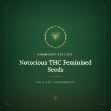 Notorious THC Feminised Seeds Notorious THC Feminised Seeds