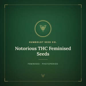 Notorious THC Feminised Seeds Notorious THC Feminised Seeds