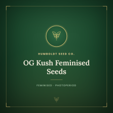 OG Kush Feminised Seeds OG Kush Feminised Seeds