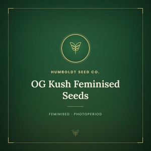 OG Kush Feminised Seeds OG Kush Feminised Seeds