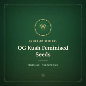 OG Kush Feminised Seeds OG Kush Feminised Seeds