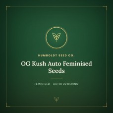 OG Kush Auto Feminised Seeds OG Kush Auto Feminised Seeds