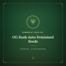 OG Kush Auto Feminised Seeds OG Kush Auto Feminised Seeds