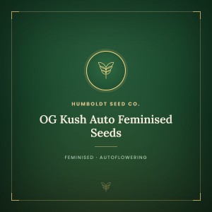 OG Kush Auto Feminised Seeds OG Kush Auto Feminised Seeds
