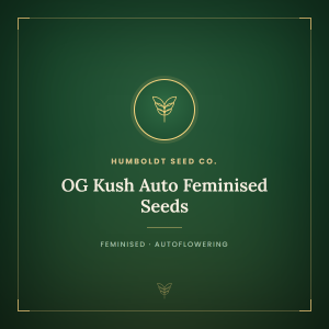 OG Kush Auto Feminised Seeds OG Kush Auto Feminised Seeds