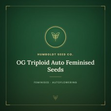 OG Triploid Auto Feminised Seeds OG Triploid Auto Feminised Seeds