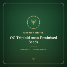OG Triploid Auto Feminised Seeds OG Triploid Auto Feminised Seeds