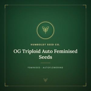 OG Triploid Auto Feminised Seeds