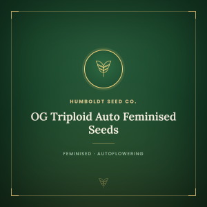 OG Triploid Auto Feminised Seeds