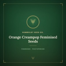 Orange Creampop Feminised Seeds