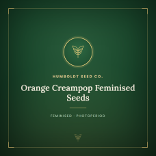 Orange Creampop Feminised Seeds Orange Creampop Feminised Seeds