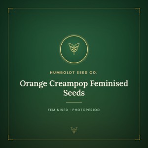 Orange Creampop Feminised Seeds Orange Creampop Feminised Seeds
