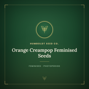Orange Creampop Feminised Seeds Orange Creampop Feminised Seeds