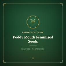 Poddy Mouth Feminised Seeds Poddy Mouth Feminised Seeds