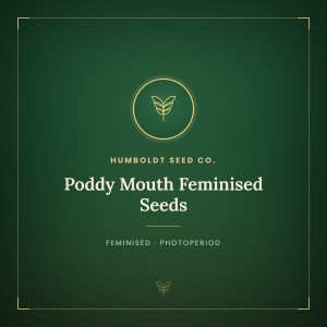 Poddy Mouth Feminised Seeds Poddy Mouth Feminised Seeds