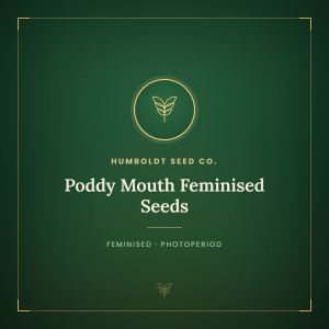 Poddy Mouth Feminised Seeds