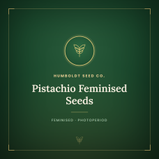 Pistachio Feminised Seeds Pistachio Feminised Seeds