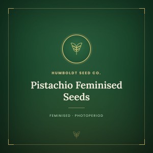 Pistachio Feminised Seeds Pistachio Feminised Seeds