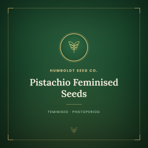 Pistachio Feminised Seeds Pistachio Feminised Seeds