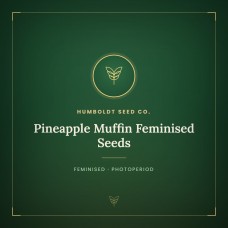 Pineapple Muffin Feminised Seeds