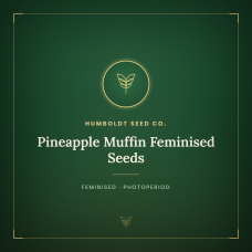 Pineapple Muffin Feminised Seeds Pineapple Muffin Feminised Seeds