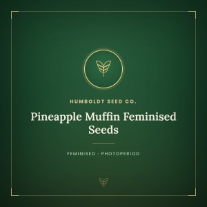 Pineapple Muffin Feminised Seeds